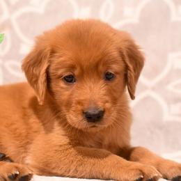 Peach - Dark golden female Golden Retriever puppy in Strawberry Plains, Tennessee from Origins Goldens