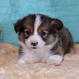 Cypress - Sable male Pembroke Welsh Corgi puppy in Karnack, Texas from Sureshot Corgis