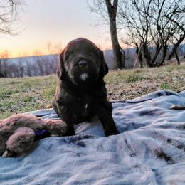 Goldendoodle Puppies from Southern Star Goldendoodles