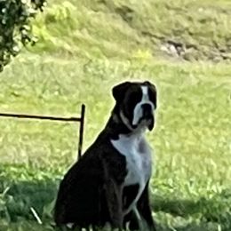 Lucy - Boxer