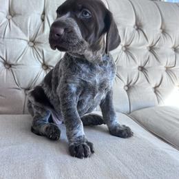 Shatzie - Liver roan female German Shorthaired Pointer puppy in Dugspur, Virginia from Pilgrims Trails Shorthairs