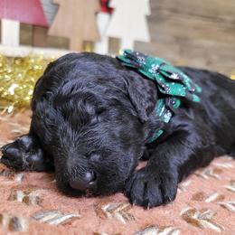 Rita - Black female Goldendoodle puppy in Woodburn, Indiana from DNLS Doodle Puppies