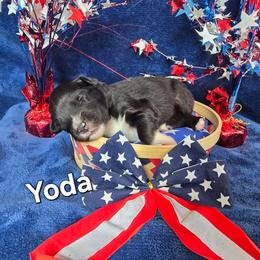 Yoda - Black tri-color male Australian Shepherd puppy in Smithfield, Utah from Invictus Farms