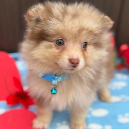Nakoa - Cream male Companion Cross puppy in Willow Spring, North Carolina from GTBBF Pomeranians