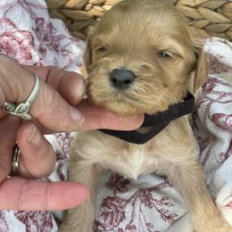 Girl 3 - female Irish Doodle puppy in Home, Pennsylvania from Plum Creek Acres Next Generation