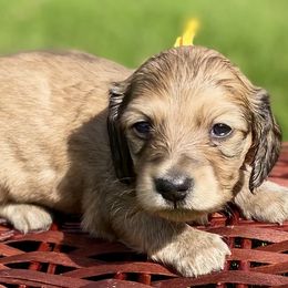Dachshund Puppies from Northwest Dachshunds
