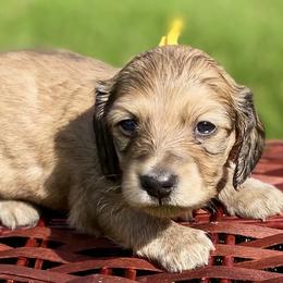 Dachshund Puppies from Northwest Dachshunds