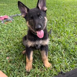 Lightening - Bi-color male German Shepherd puppy in Inverness Highlands South, Florida from Von der Tetiaroa German Shepherd dogs