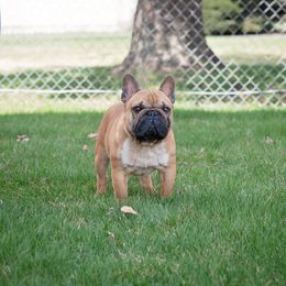 Leon - French Bulldog