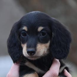 Ella - Black and cream female Dachshund puppy in Hebron, Indiana from MCS Dachshunds