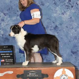 Diamond - Border Collie