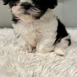 Shih Tzus from Oregon Shih Tzu
