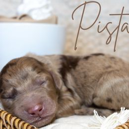 Boy 2 - Merle Goldendoodle puppy in Chesapeake, Virginia from Havens Doodles