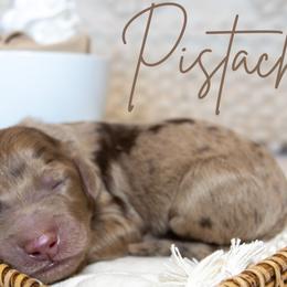 Boy 2 - Merle Goldendoodle puppy in Chesapeake, Virginia from Havens Doodles