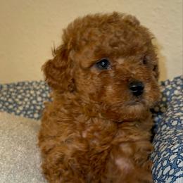 Teddy - Red  male Poodle puppy in California from Central Valley Scotties