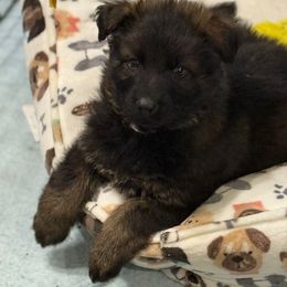 Mr.Tan dark sable long coat - Sable male German Shepherd puppy in Berlin, Wisconsin from Gypsy Miracle Kennels