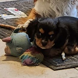 Cooper - Cavalier King Charles Spaniel