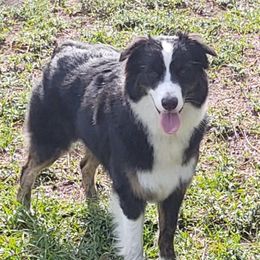 Australian Shepherds from Gulf Coast Aussies