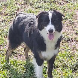 Australian Shepherds from Gulf Coast Aussies