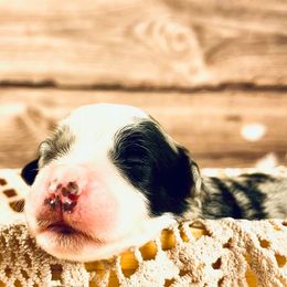 Bernedoodle and Poodle Puppies from Florida Prancy Paws