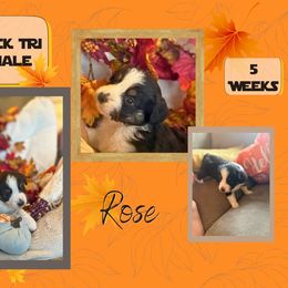 Puppy 2 - Black tri female Miniature American Shepherd puppy in Ellensburg, Washington from Wiggle Rump Ranch