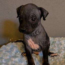 Rift - Black brindle and white male American Hairless Terrier puppy in Phoenix, Arizona from Bare Valley