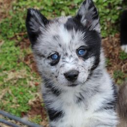 Pomeranian and Pomsky All Grown Up from Alpha Poms & Pomskies