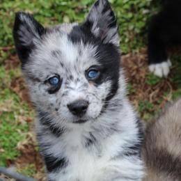 Pomeranian and Pomsky All Grown Up from Alpha Poms & Pomskies