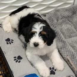 Logger  - sweetest boy - Tri-color male Bernedoodle puppy in Bowling Green, Ohio from Windy Creek Doodles