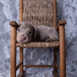 Ranger - Chocolate and cream male Dachshund puppy in Iola, Texas from Whiskey River Dachshunds