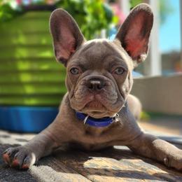Gino - Blue fawn male French Bulldog puppy in Cincinnati, Ohio from Sun City Kennels