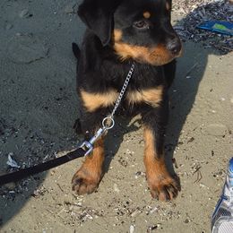 Rottweiler Puppies from Vom Gryphonberg