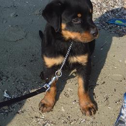 Rottweiler Puppies from Vom Gryphonberg