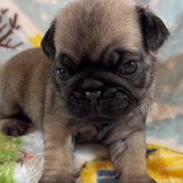 Horatio - Fawn male Pug puppy in Ferrum, Virginia from Menagerie Magnifique Pugs & Boston Terriers