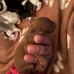 Boy 3 - Chocolate and tan male Dachshund puppy in Saint Paul, Minnesota from Vibrant Eyes Doxies