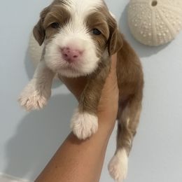 Bentley - Caramel red female Australian Labradoodle puppy in Orange, California from Little Kingdom Doodles
