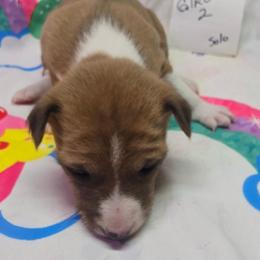 Solo girl 2 - Red and white female Basenji puppy in Caldwell, Texas from Candyce Witte