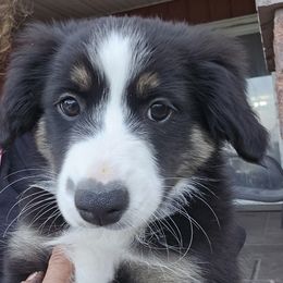 Miniature Australian Shepherd puppies from Candice's Miniature Australian Shepherds