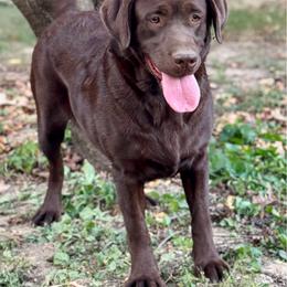 Ladee - Labrador Retriever