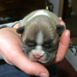 Boston Terrier, Companion Cross, and French Bulldog Puppies from High Plains French Bulldogs,Boston Terriers and Frenchtons.