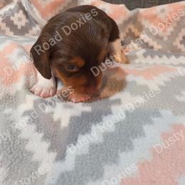 Sarah - Chocolate and tan female Dachshund puppy in Blanchard, Oklahoma from Dusty Road Doxies