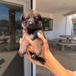 Magenta - Black and tan female German Shepherd puppy in Anaheim, California from Hanan Hanna