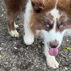 Toa - Siberian Husky
