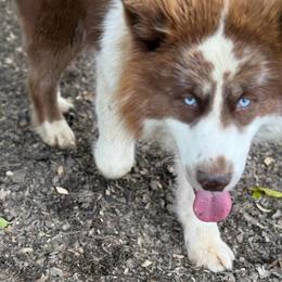 Toa - Siberian Husky