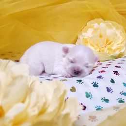 Boy 1 - White male Maltese puppy in Fresno, California from Soua's Pups
