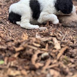 Hennessy - White and black female Bordoodle puppy in Indianapolis, Indiana from Indiana Bordoodles