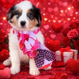 Jacko - Blue merle male Australian Shepherd puppy in Harrah, Oklahoma from Kamm's Aussies
