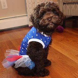 Australian Labradoodle Puppies from Charlotte Labradoodles