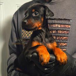 Lizzy - Black and rust female Doberman Pinscher puppy in China Township, Michigan from Snell's Superior Kennel Dobermann & GSP