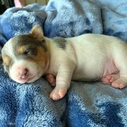 Quill - White and blue male Teddy Roosevelt Terrier puppy in Claremore, Oklahoma from Travelin' Man Terriers
